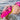 Tow Floats for Open Water Swimming