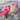 Dippy Wild Swimming Tow Float in Pink & Yellow
